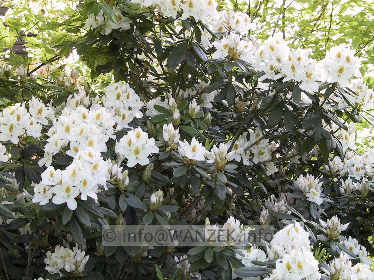 Rhododendron Madame Masson 04.JPG